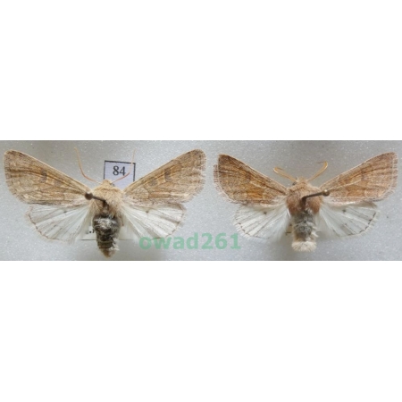 Orthosia miniosa (Denis & Schiffermüller, 1775) pair Czech84